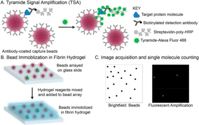 Workflow of Single-Molecule Array